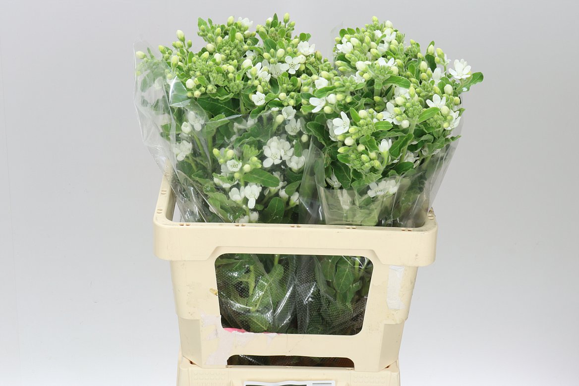 Oxypetalum White
