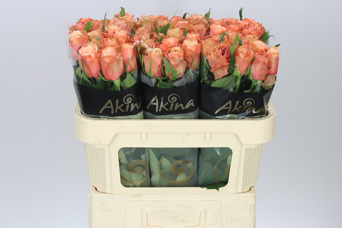 Rosa Gr Kahala