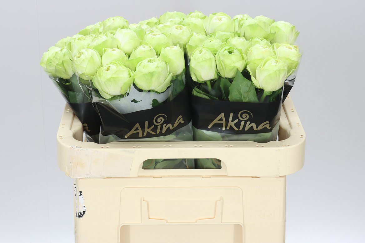 Rosa Gr White Kahala