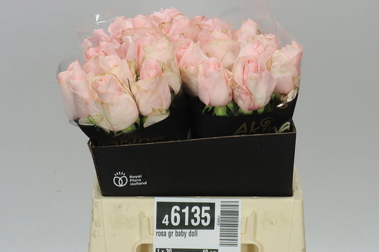 Rosa Gr Baby Doll