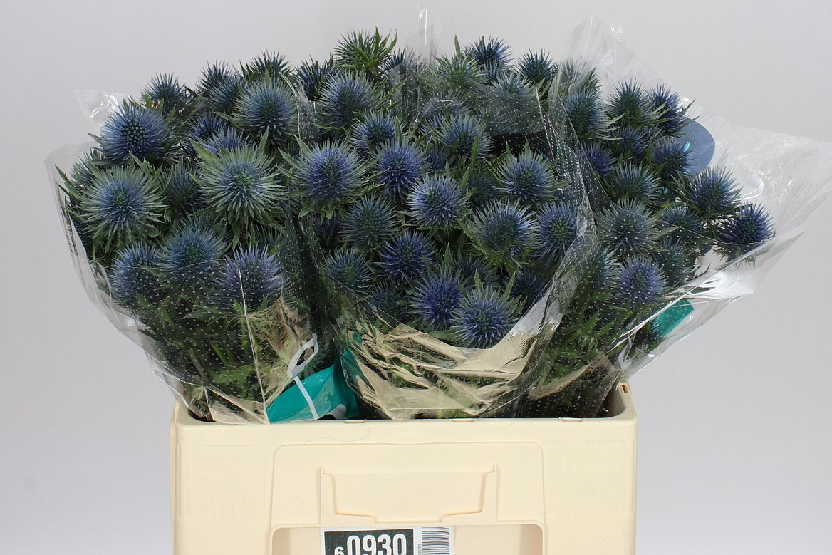 Eryngium Magnet