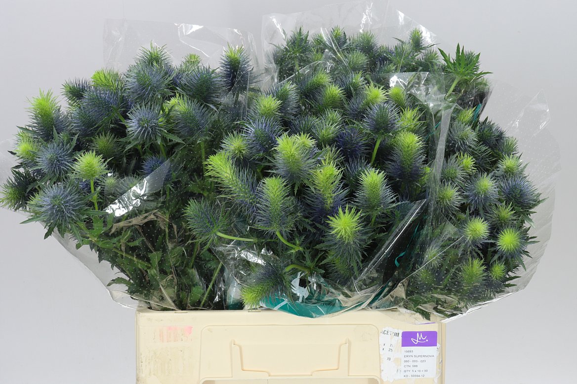 Eryngium Supernova