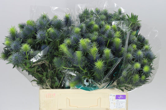 Eryngium Supernova