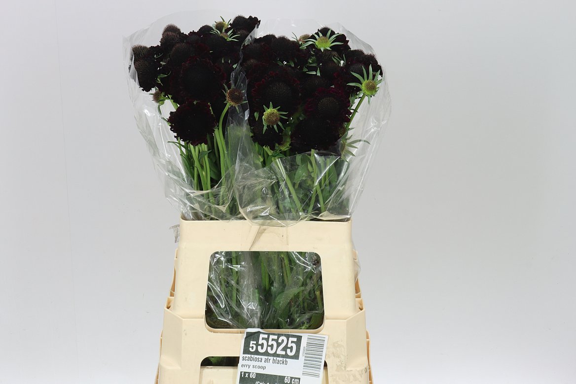Scabiosa Blackberry Scoop
