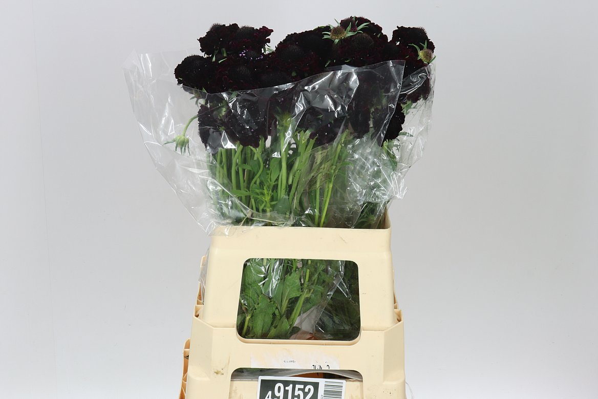 Scabiosa Blackberry Scoop