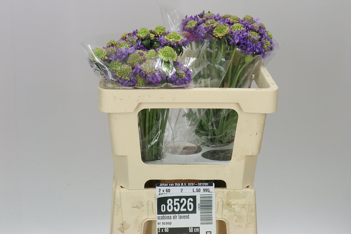 Scabiosa Atr Lavender Scoop
