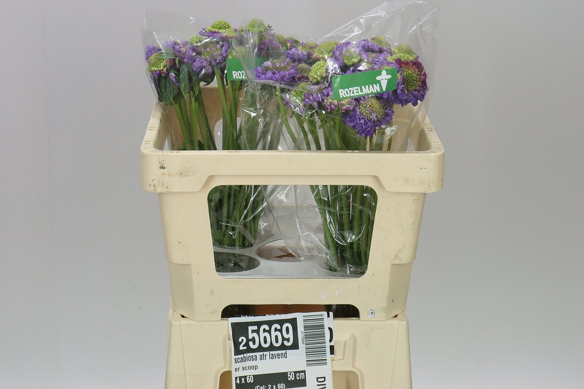 Scabiosa Atr Lavender Scoop