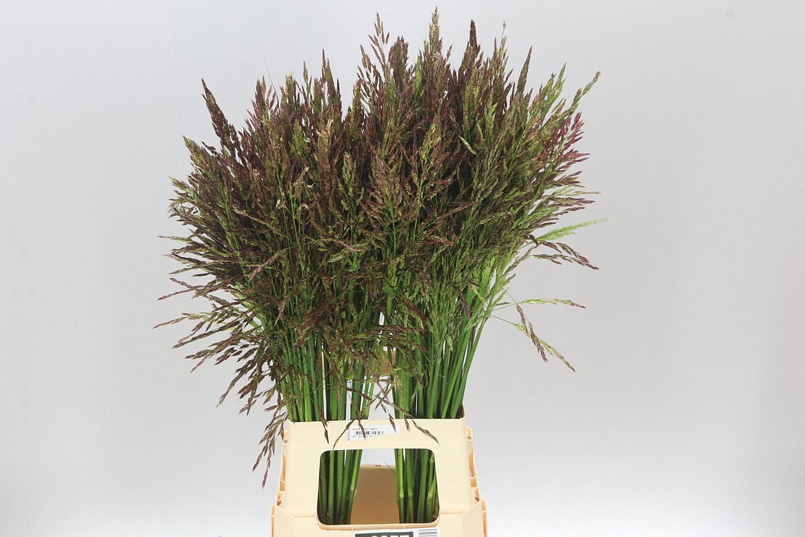 Panicum Umbrella