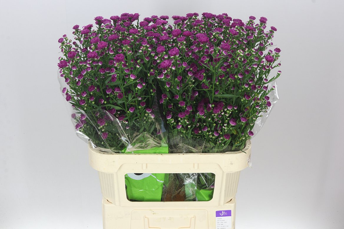 Aster Flash