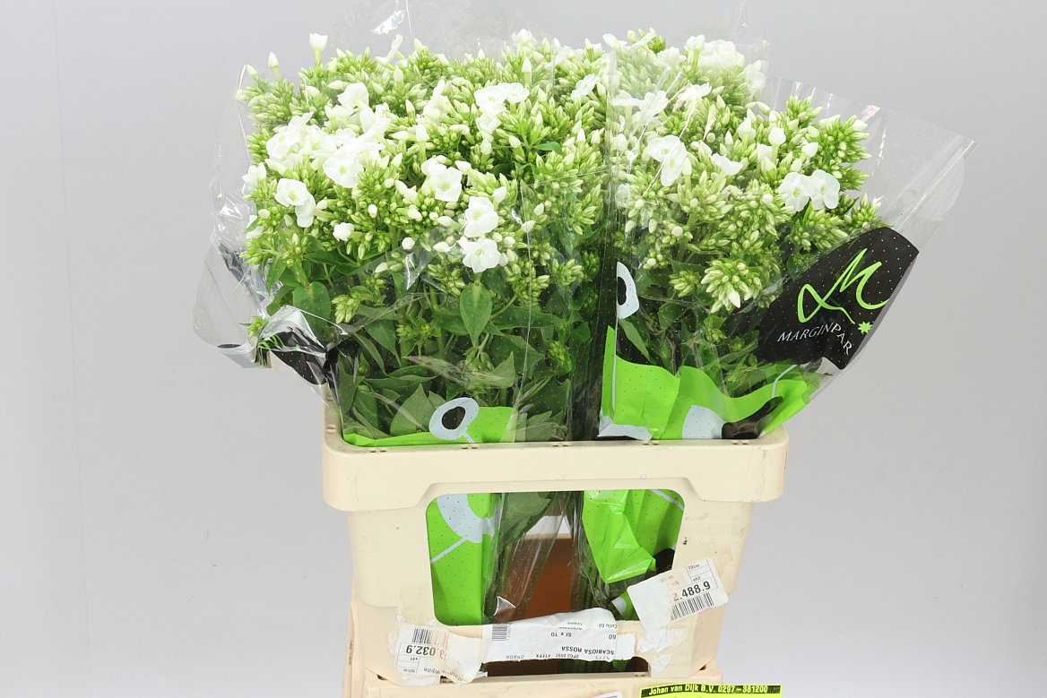 Phlox P Icecap