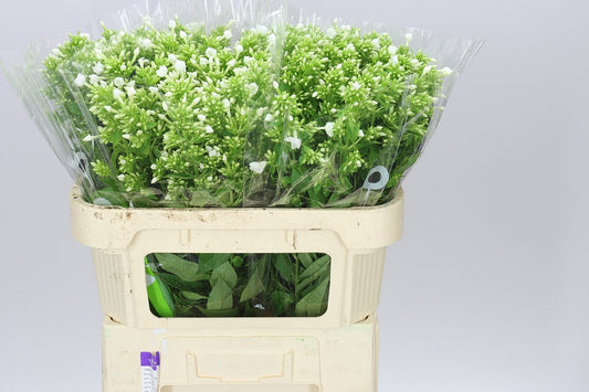 Phlox P Icecap
