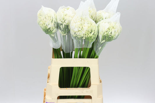 Agap Gletsjer White