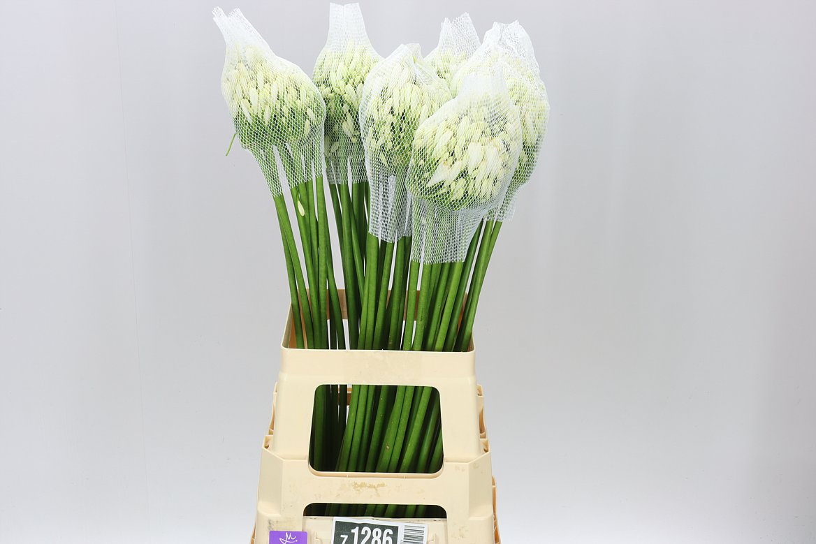 Agap Gletsjer White