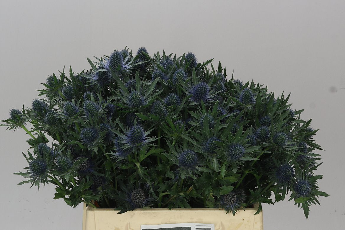 Eryngium Aqua
