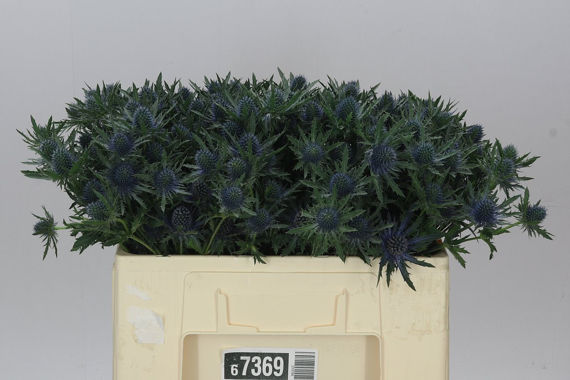 Eryngium Aqua
