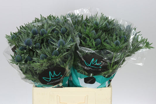 Eryngium Aqua