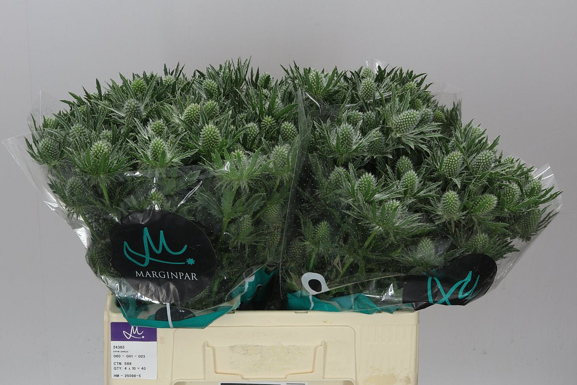 Eryngium Sirius