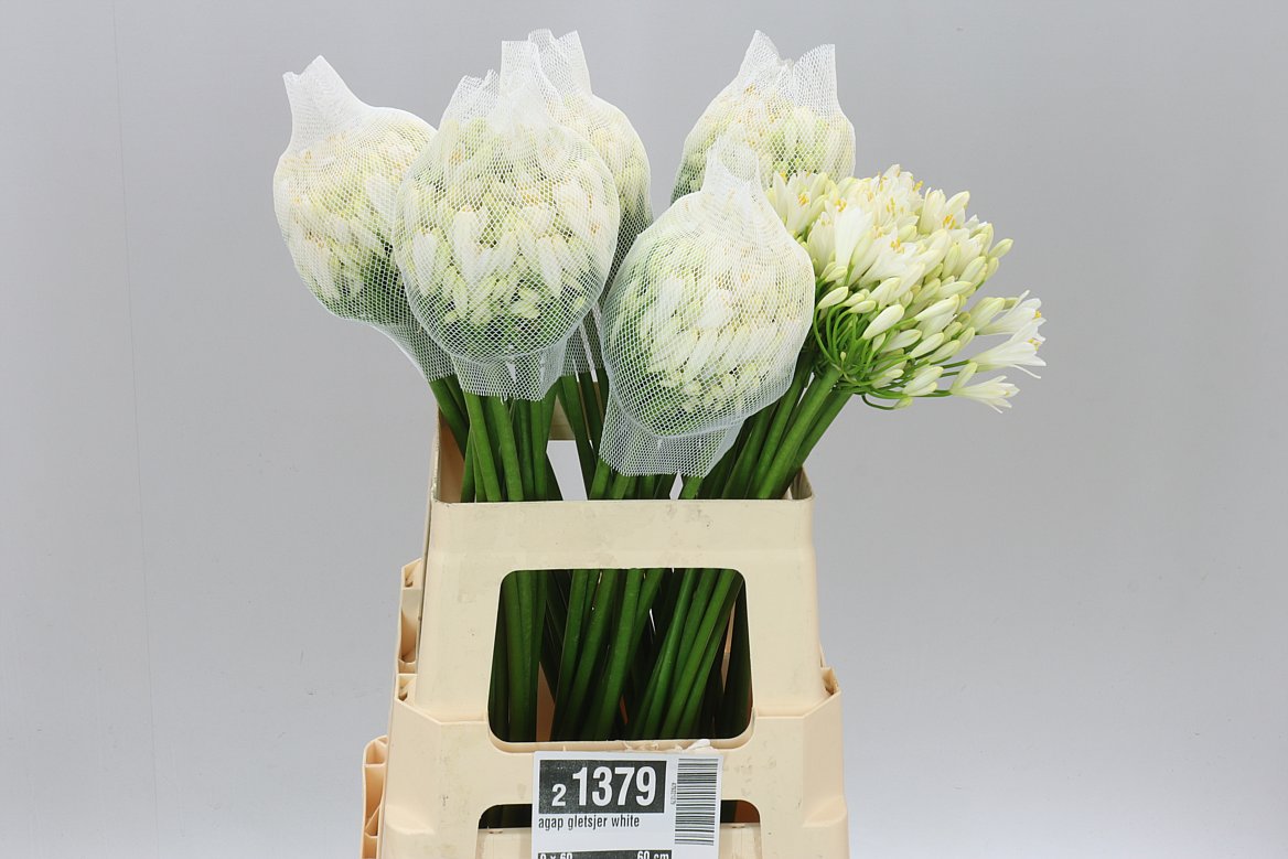 Agap Gletsjer White