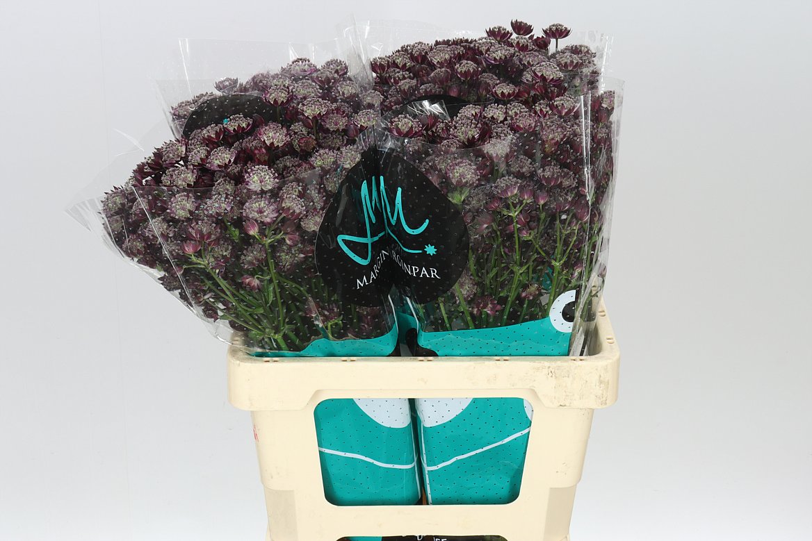Astrantia Star Of Love