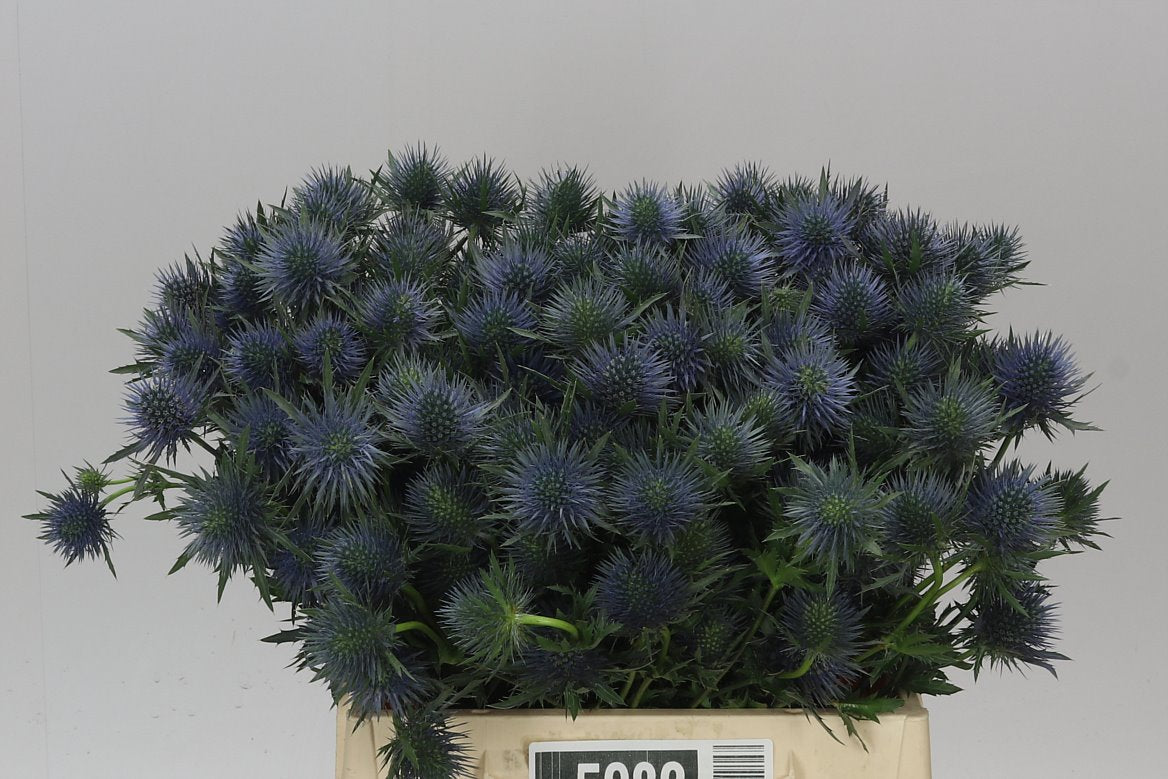 Eryngium Magnet