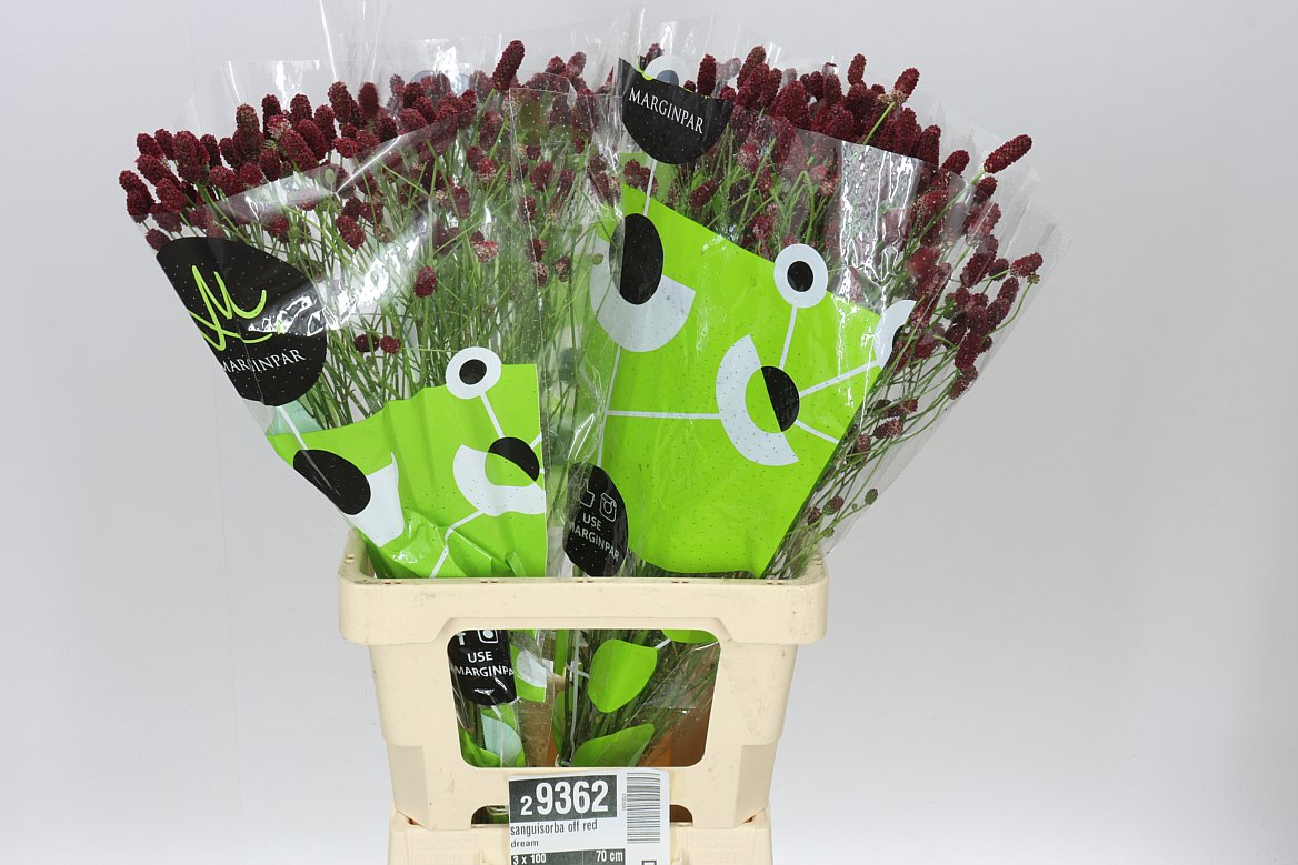 Sanguisorba Off Red Dream