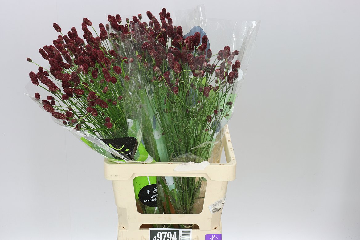 Sanguisorba Off Red Dream