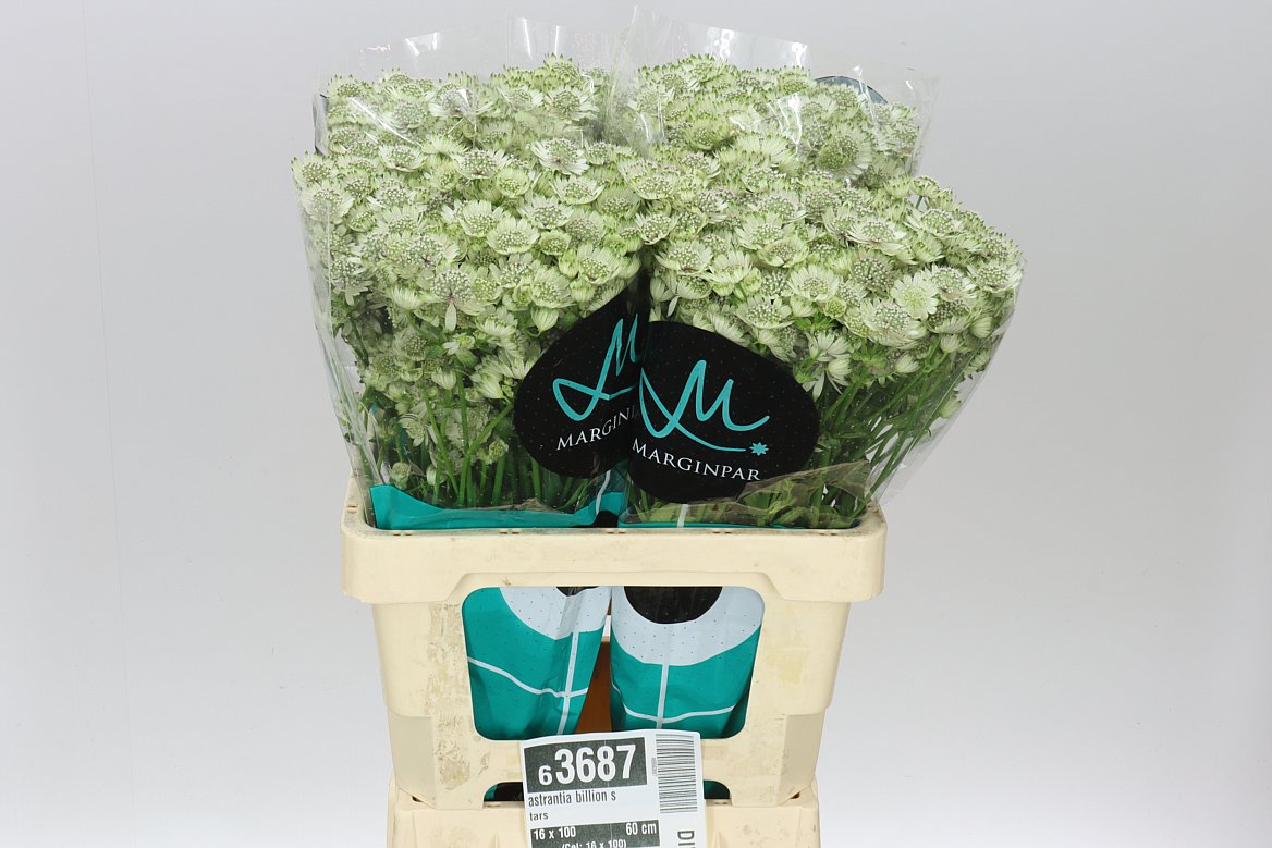 Astrantia Billion Stars