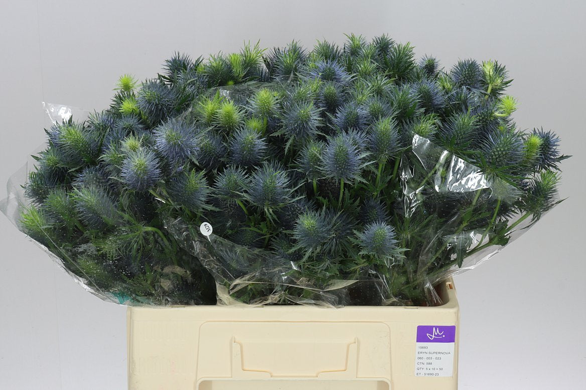Eryngium Supernova