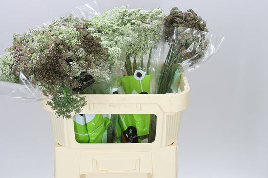 Ammi Daucus Carota