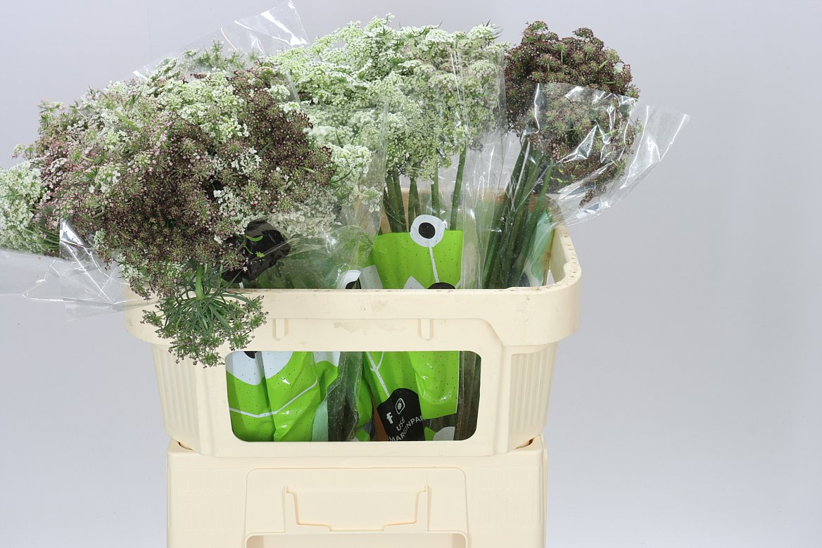 Ammi Daucus Carota