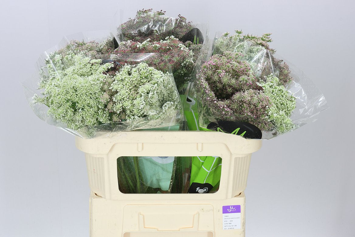 Ammi Daucus Carota