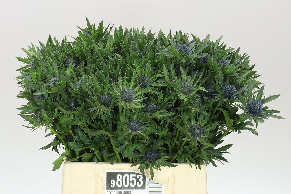 Eryngium Aqua