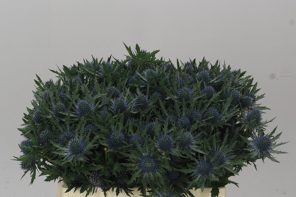 Eryngium Aqua