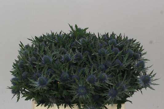 Eryngium Aqua