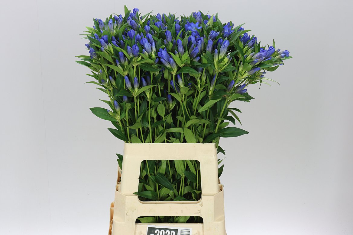 Gentiana Blue