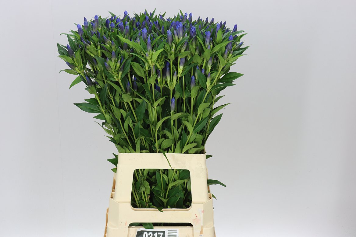 Gentiana Blue