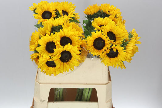 Helianthus Import