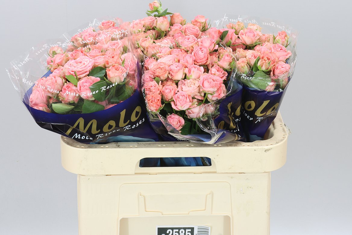Rosa Tr Madam Bombastic
