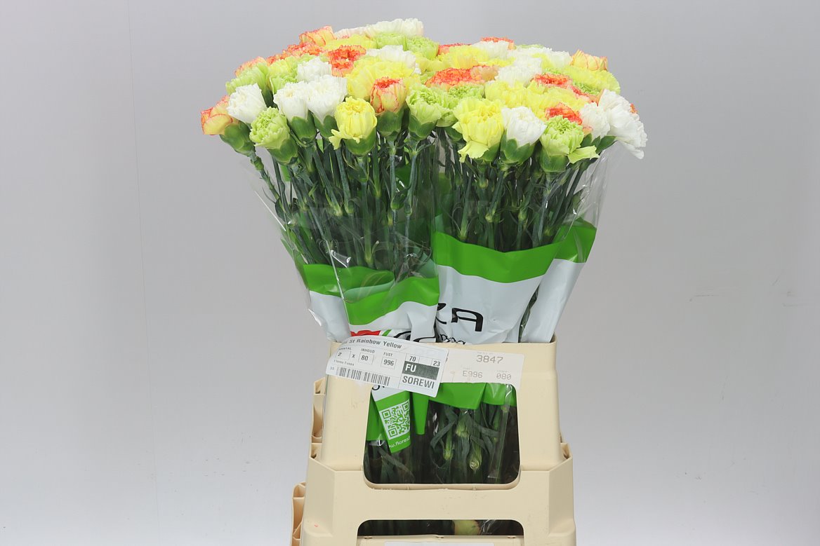 Carn. Mix Yellow