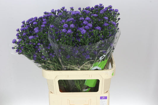 Aster Dark Milka