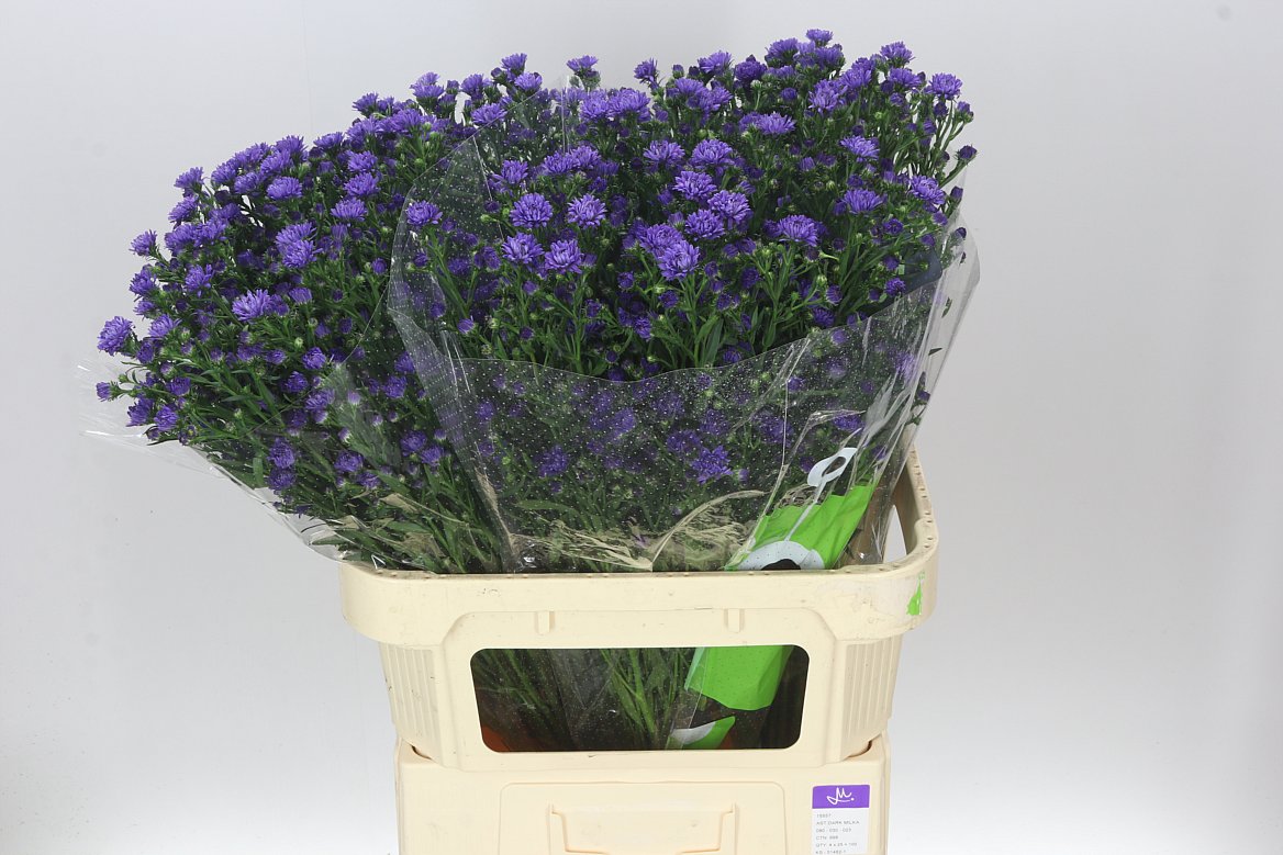 Aster Dark Milka