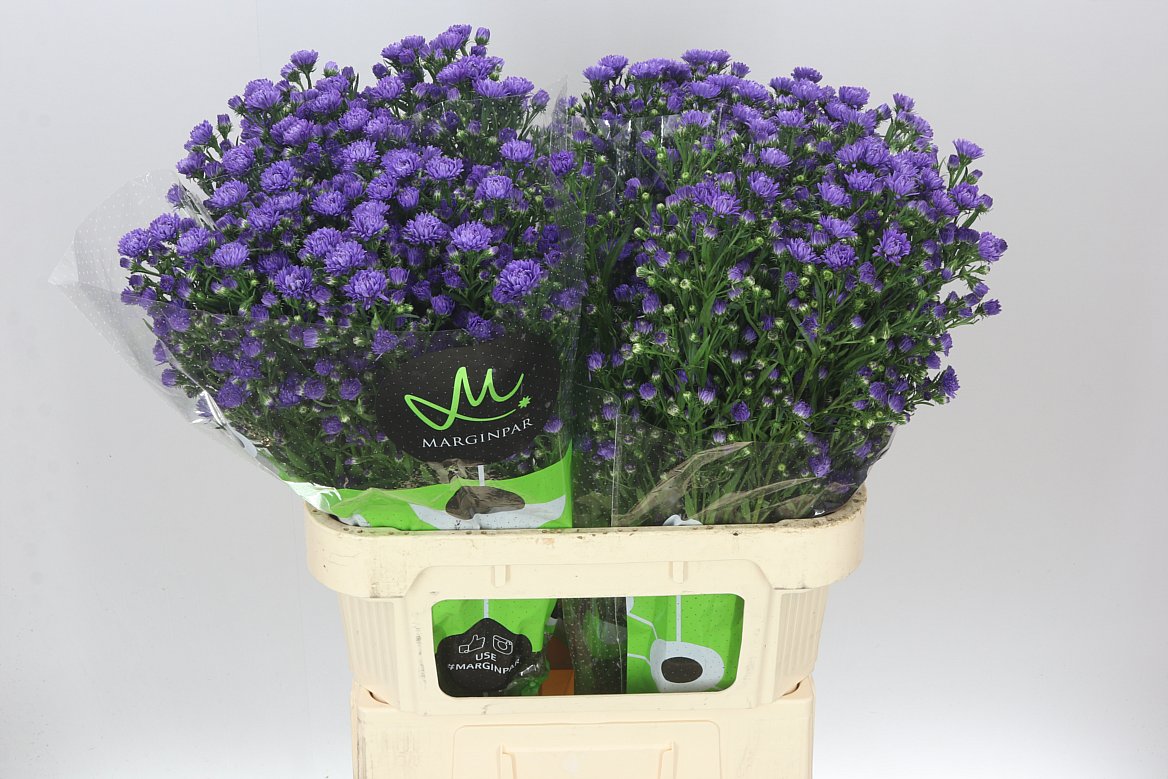 Aster Dark Milka