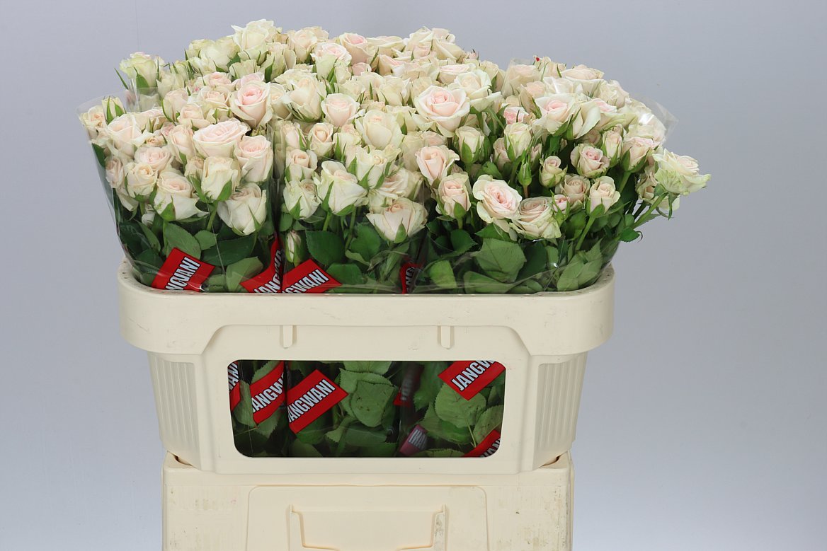 Rosa Tr Royal Porcelina