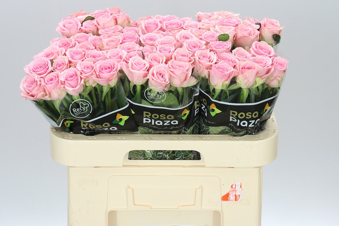 Rosa Gr Heaven