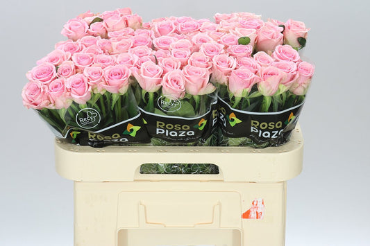 Rosa Gr Heaven