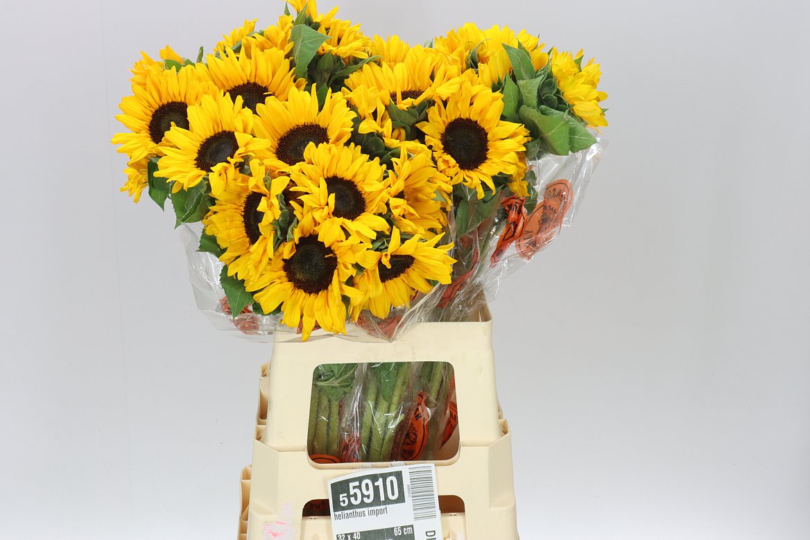 Helianthus Import