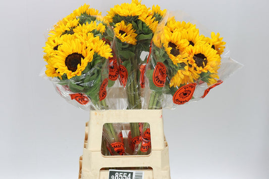 Helianthus Import
