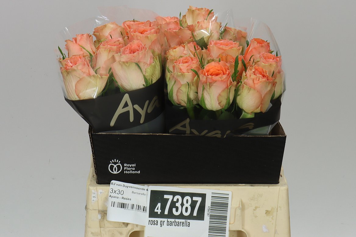 Rosa Gr Barbarella