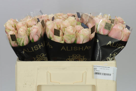 Rosa Gr Lady Cava