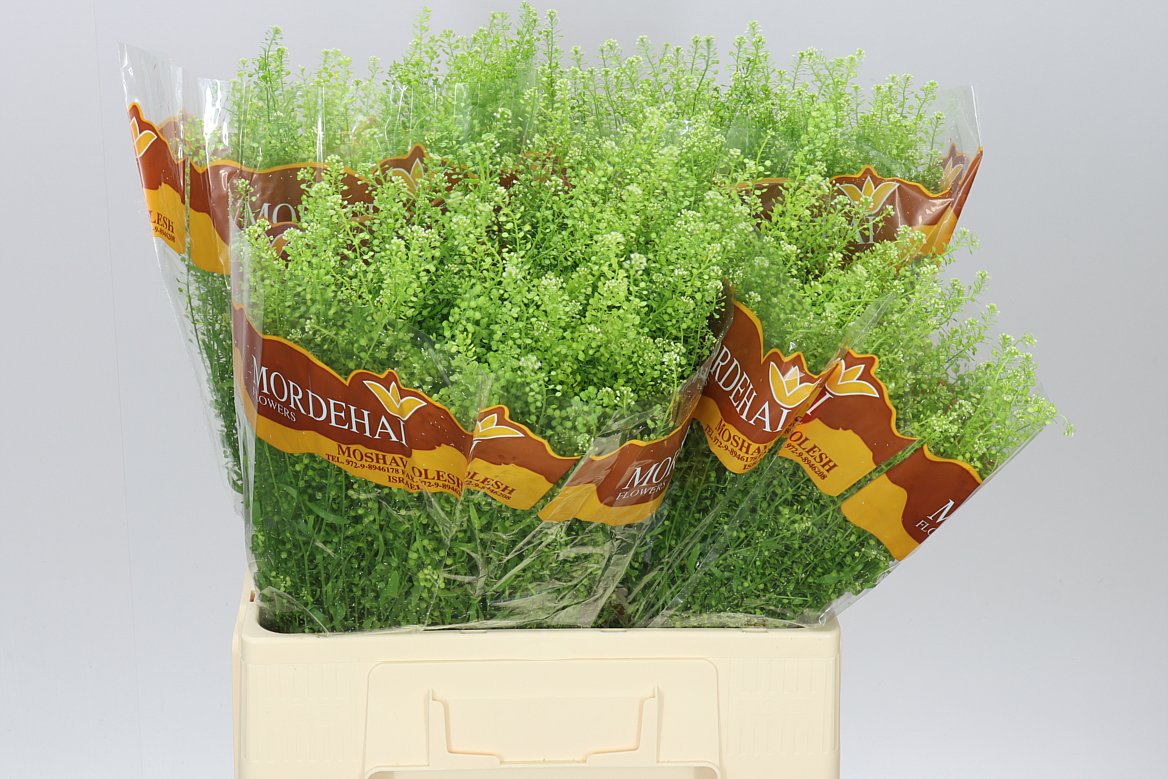 Thlaspi Green Bell
